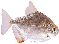 Metynnis hypsauchen (Métynnis med stora huvuden)
