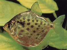 Metynnis maculatus (Metynnis punkterad)