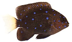 Microspathodon chrysurus (Gulsmycken)