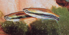 Mimagoniates lateralis (Tetra-Gele med spärrade sidor)