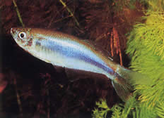 Mimagoniates microlepis (Små skalor tetra-barberos)