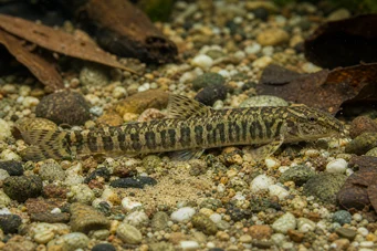 Acanthocobitis botia Platta loche