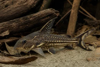 Acanthodoras spinosissimus Högtalare