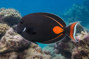 Acanthurus Achilles Röd fläck och svanskirurg