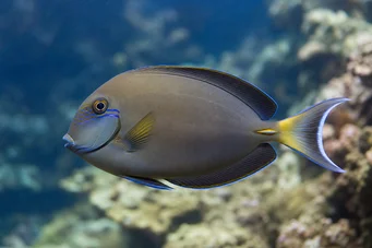 Acanthurus Fowleri Fowler kirurg