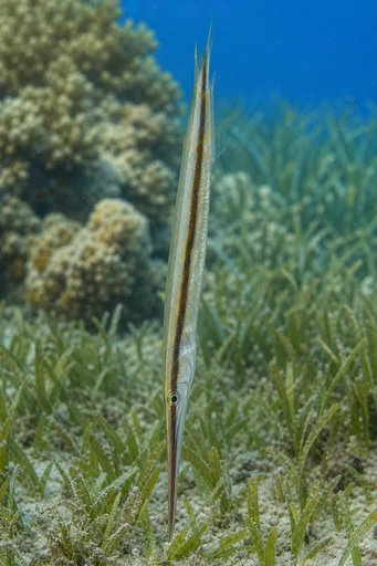 Aeoliscus strigatus Rakkniv