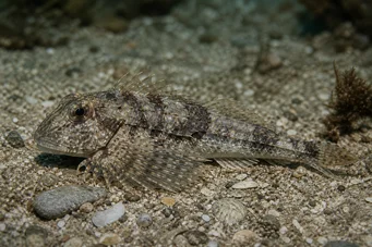 Agonus cataphractus Havsmus