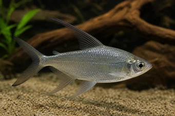 Alestes longipinnis Characin med långa fenor