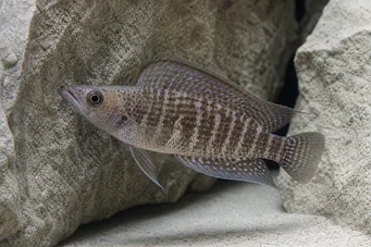 Altolamprologus compressiceps Altolamprologuskompression