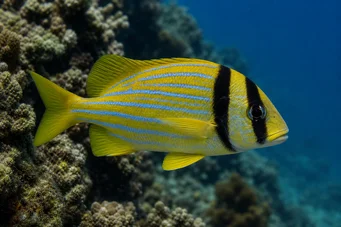 Anisotremus virginicus Fläsk