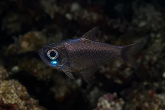 Anomalops katoptron