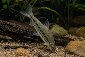 Anostomus plicatus