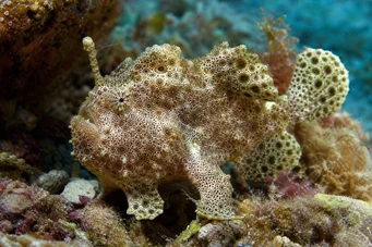 Antennarius maculatus Fisk-rapaud, fiskare eller antenner