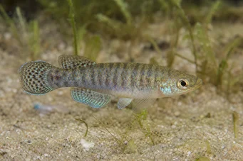 Aphanius dispar Aphanius försvinner