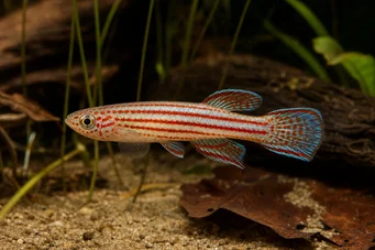 Aphyosemion striatum Randig afyo