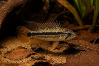 Apistogramma atahualpa