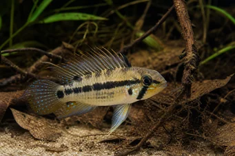 Apistogramma trifasciatum Tre -linjen dvärgciklid