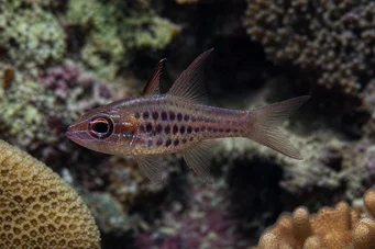 Apogon nematopterus Apogonpyjamas