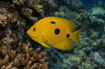 Apolemichthys trimaculatus Tritachery fisk