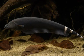 Apteronotus albifrons American Coup Fish - även kallad Black PHA