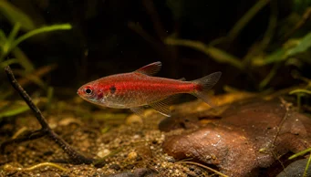 Axelrodia riesei Röd semolina tetra