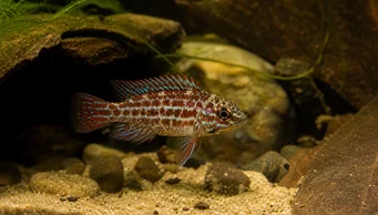 Badis assamensis (Kameleonfisk)