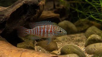 Badis badis Kameleonfisk