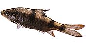 Barbus arulius Tre bandskäggig