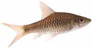 Barbus dorsalis Skäggig dorsalis