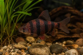 Barbus nigrofasciatus (Skäggig)