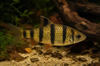 Barbus pentazona johorensis (Fem bandskäggig)