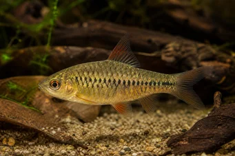 Barbus roloffi (Roloffi skäggig)