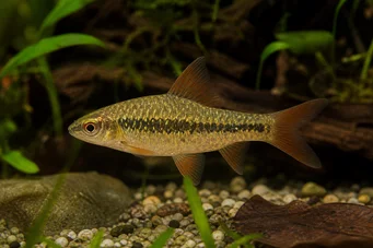 Barbus sachsi (Skäggig)