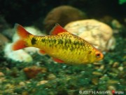 Barbus schuberti Schuberti skäggig