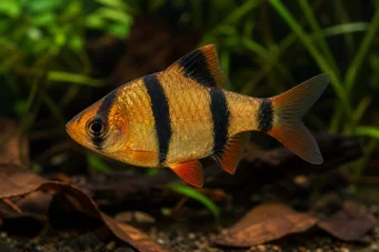 Barbus tetrazona
