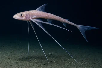 Bathyptérois bigelowis (Trappad fisk)