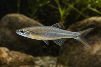 Bedotia geayi Madagaskar regnbåge
