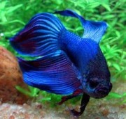 Betta splendens crownmoo... Kämpe