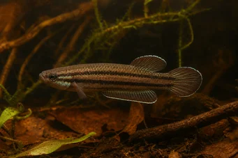 Betta trifasciata (Kämpe)
