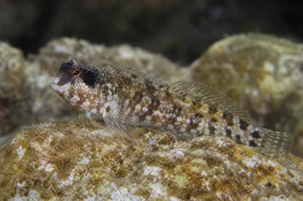 Blennius nigriceps (Svarthuvud)