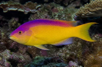 Bodianus rufus Spansk labre