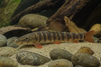 Botia rubripinnis Gröna loche