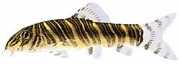Botia striata Loche striated