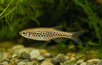 Brachydanio frankei (Danio léopard)