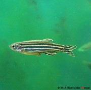 Brachydanio rerio Danio rério