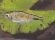 Brachypetersius pseudonummifer Brachypetersius pseudonummifer