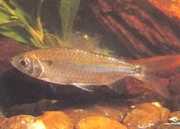 Brycinus leuciscus Brycinus White