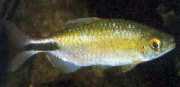 Brycinus longipinnis Characin med långa fenor