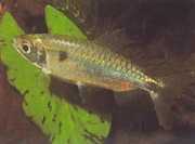 Brycinus schoutedeni Brycinus med stora skalor