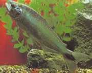 Brycon cephalus Sydamerikansk öring